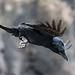 Cuervo, Corvus corax canariensis.