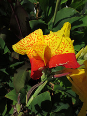 Flower at Parley Johnson House (0298)