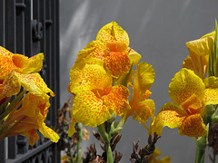 Flowers at Parley Johnson House (0294)