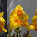 Flowers at Parley Johnson House (0294)