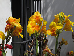 Flowers at Parley Johnson House (0295)