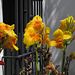 Flowers at Parley Johnson House (0295)