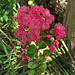 Pink Flower (0299)