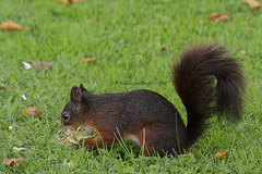 Eichhörnchen (Wilhelma)