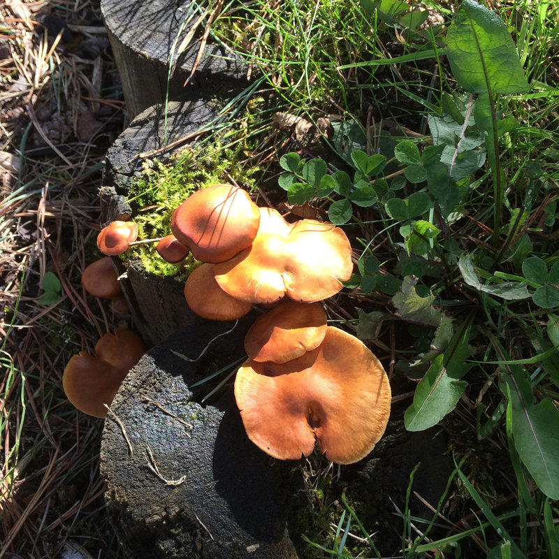 Mushroom ID?