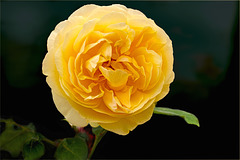 Gelbe Rose auf Schwarz