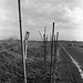 Poles by a road