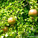 08 Es Molí Pomegranates In Garden