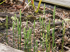 Spiranthes cernua in the bog garden