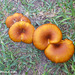22 Es Molí  Fungi (Omphalotus olearius)
