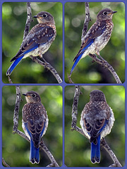 Young Mr Bluebird Collage