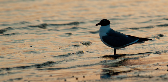 Laughing Gull at Sunset