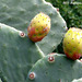 49 Ravine Cactus Fruit (Opuntia ficus-indica)