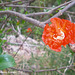 55 Pomegranate Flower Along Ravine Walk