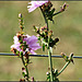 Weed Against Fence Wire