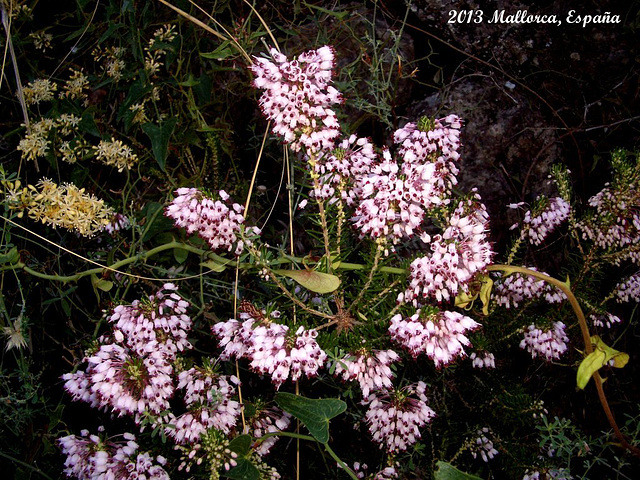 63 Erica multiflora (Mediterranean Heath)
