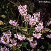 63 Erica multiflora (Mediterranean Heath)