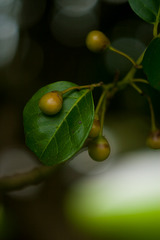 Puriri Berries