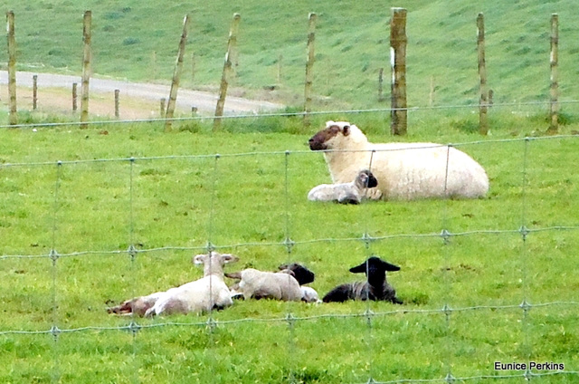 Newborn Lambs and Ewe
