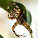 Gartenkreuzspinne (Araneus diadematus) Anpassen an das 'Gelände'.... ©UdoSm