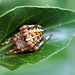 Gartenkreuzspinne (Araneus diadematus) Da mach ich mich Mal ganz klein.... ©UdoSm