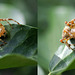 Gartenkreuzspinne (Araneus diadematus) ...als dreidimensionales X3D-Bild.. ©UdoSm