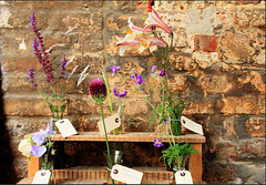 Plant Identification, Sissinghurst Style