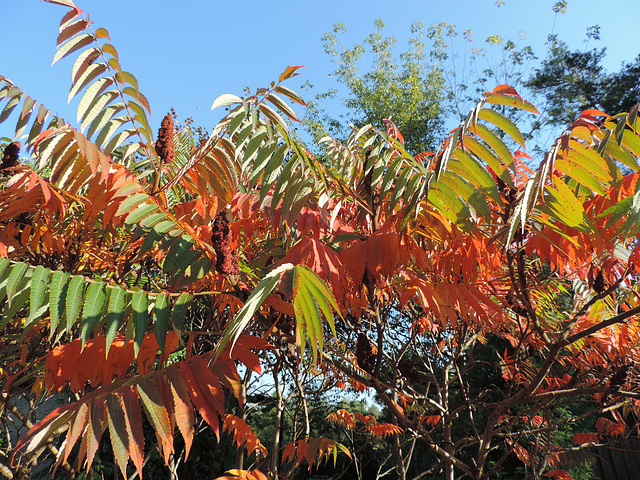 Essigbaum im Oktober