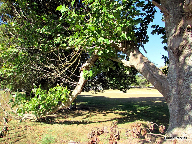 Trees in Wharepapa South School Grounds