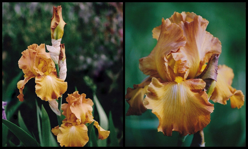 Iris Rustic Cedar