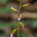 Corallorhiza odontorhiza (Autumn Coralroot orchid)