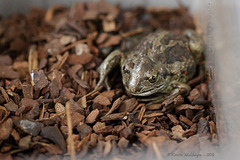 Knoblauchkröte (Wilhelma)