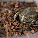 Knoblauchkröte (Wilhelma)