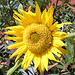 Sunspace Sunflower