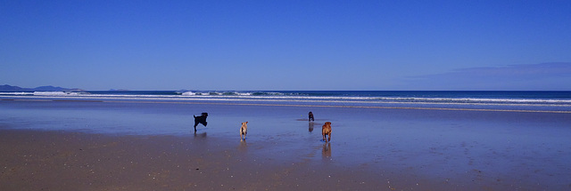 four dogs at Sandy Point