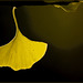 Ginkgo d'or