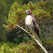 Red-tailed Hawk with tree bokeh