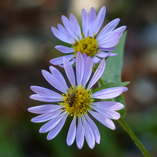 Asters plus fly