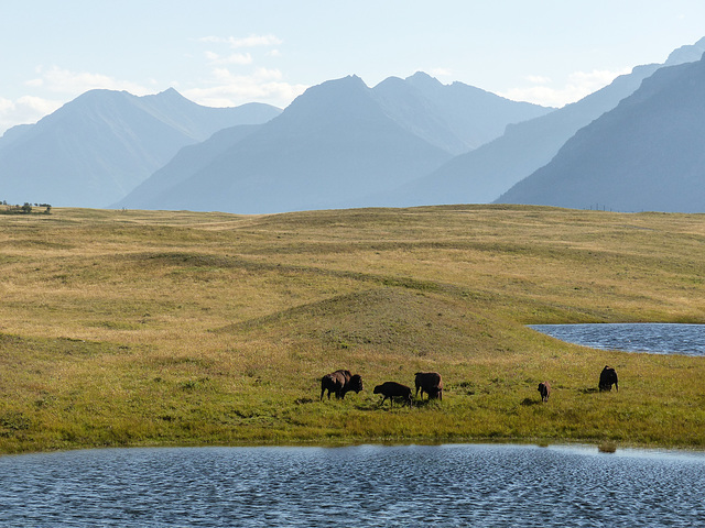 Bison Paddock, Waterton Lakes National Park