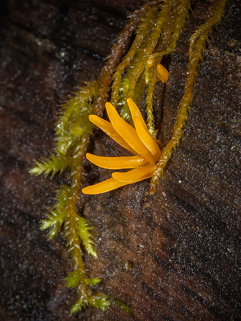 1-10 Project: 7 Orange Jelly Fungus Fingers (+3 insets)