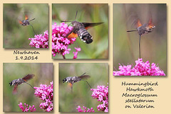 Hummingbird Hawkmoth on Valerian - Newhaven - 1.9.2014