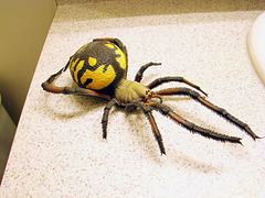 Toy Spider