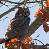 Great Horned Owl with fall colours