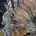Clearfin Lionfish (2) - 21 October 2014