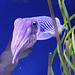 European Cuttlefish - 21 October 2014