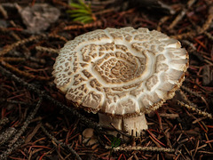 A fancy fungus