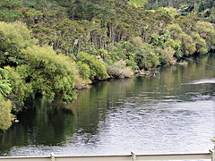 Bushy Banks, Lake Waipapa