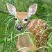 One of two little fawns