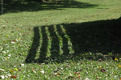 .. shadows and leaves