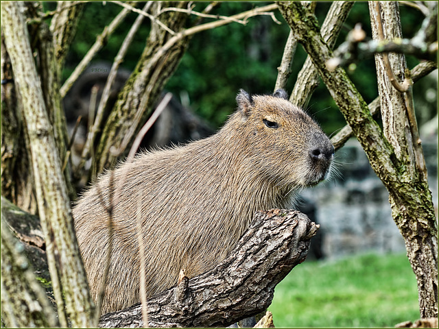 Capybara